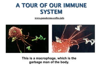 This is a macrophage, which is the
garbage man of the body.
A TOUR OF OUR IMMUNE
SYSTEM
www.ganoderma-coffee.info
 