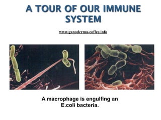 A macrophage is engulfing an
E.coli bacteria.
A TOUR OF OUR IMMUNE
SYSTEM
www.ganoderma-coffee.info
 