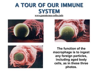 The function of the
macrophage is to ingest
any foreign particles,
including aged body
cells, as in these three
photos.
A TOUR OF OUR IMMUNE
SYSTEM
www.ganoderma-coffee.info
 