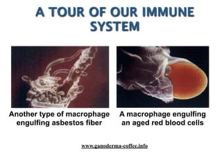 Another type of macrophage
engulfing asbestos fiber
A macrophage engulfing
an aged red blood cells
A TOUR OF OUR IMMUNE
SYSTEM
www.ganoderma-coffee.info
 