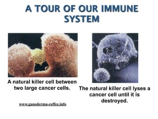 A natural killer cell between
two large cancer cells. The natural killer cell lyses a
cancer cell until it is
destroyed.
A TOUR OF OUR IMMUNE
SYSTEM
www.ganoderma-coffee.info
 