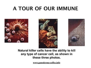 A TOUR OF OUR IMMUNE
Natural killer cells have the ability to kill
any type of cancer cell, as shown in
these three photos.
www.ganoderma-coffee.info
 