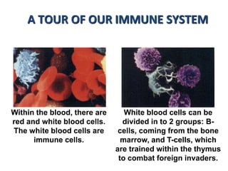 Within the blood, there are
red and white blood cells.
The white blood cells are
immune cells.
White blood cells can be
divided in to 2 groups: B-
cells, coming from the bone
marrow, and T-cells, which
are trained within the thymus
to combat foreign invaders.
A TOUR OF OUR IMMUNE SYSTEM
 