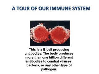 This is a B-cell producing
antibodies. The body produces
more than one billion different
antibodies to combat viruses,
bacteria, or any other type of
pathogen.
A TOUR OF OUR IMMUNE SYSTEM
 