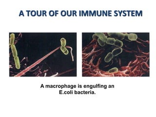 A macrophage is engulfing an
E.coli bacteria.
A TOUR OF OUR IMMUNE SYSTEM
 