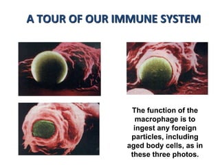 The function of the
macrophage is to
ingest any foreign
particles, including
aged body cells, as in
these three photos.
A TOUR OF OUR IMMUNE SYSTEM
 
