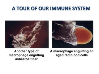 Another type of
macrophage engulfing
asbestos fiber
A macrophage engulfing an
aged red blood cells
A TOUR OF OUR IMMUNE SYSTEM
 