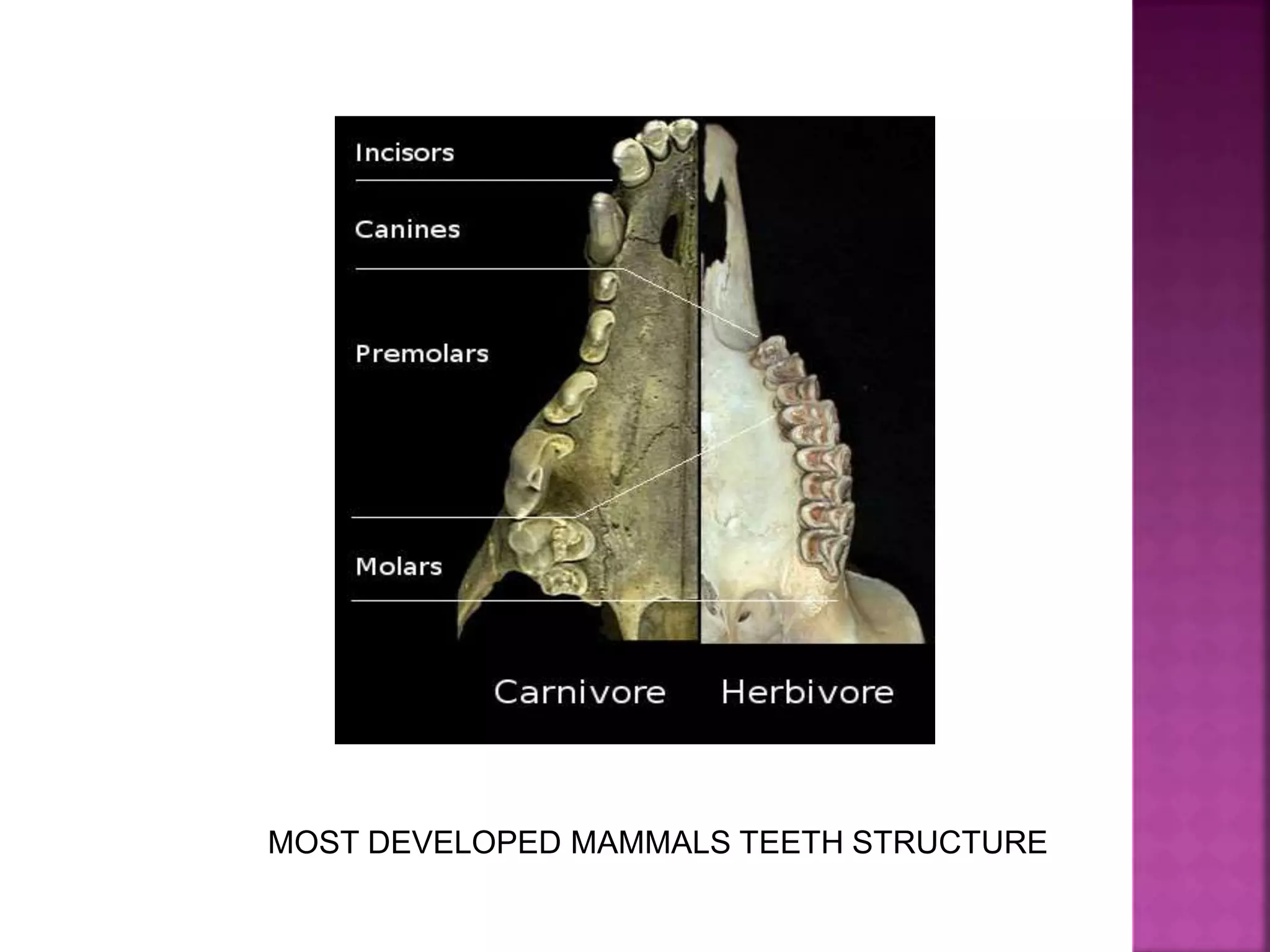 MOST DEVELOPED MAMMALS TEETH STRUCTURE
 