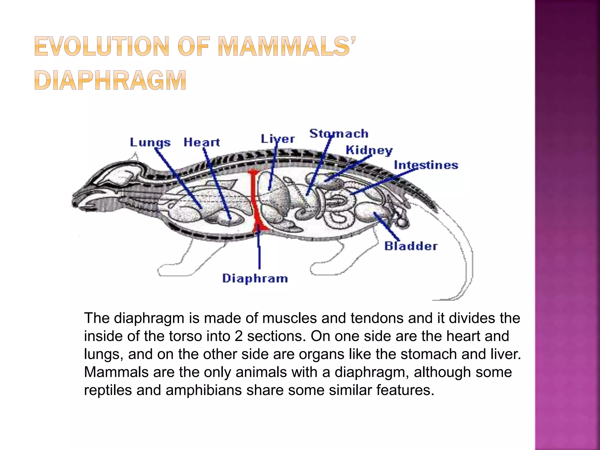 The diaphragm is made of muscles and tendons and it divides the
inside of the torso into 2 sections. On one side are the heart and
lungs, and on the other side are organs like the stomach and liver.
Mammals are the only animals with a diaphragm, although some
reptiles and amphibians share some similar features.
 