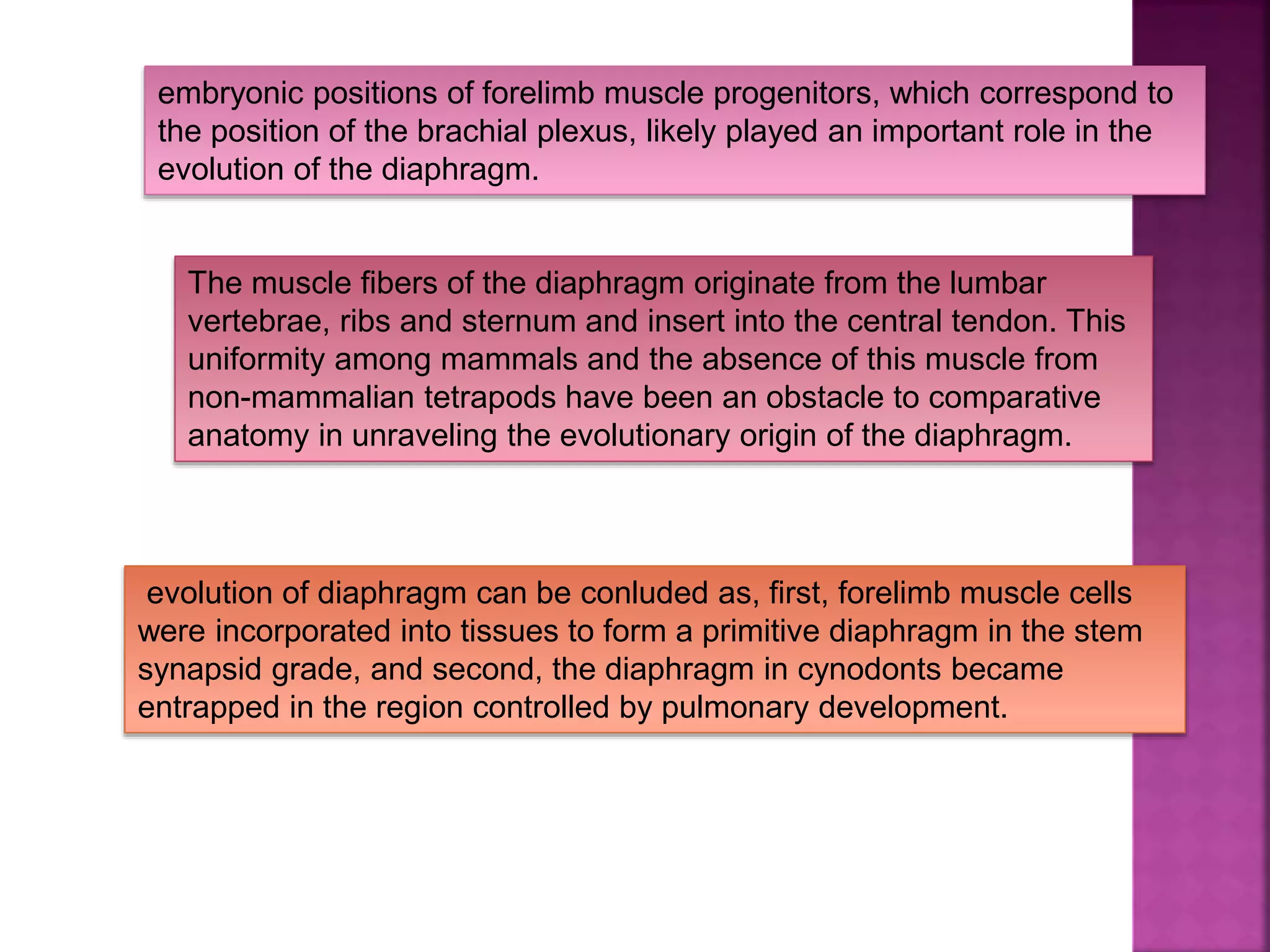 The muscle fibers of the diaphragm originate from the lumbar
vertebrae, ribs and sternum and insert into the central tendon. This
uniformity among mammals and the absence of this muscle from
non-mammalian tetrapods have been an obstacle to comparative
anatomy in unraveling the evolutionary origin of the diaphragm.
embryonic positions of forelimb muscle progenitors, which correspond to
the position of the brachial plexus, likely played an important role in the
evolution of the diaphragm.
evolution of diaphragm can be conluded as, first, forelimb muscle cells
were incorporated into tissues to form a primitive diaphragm in the stem
synapsid grade, and second, the diaphragm in cynodonts became
entrapped in the region controlled by pulmonary development.
 
