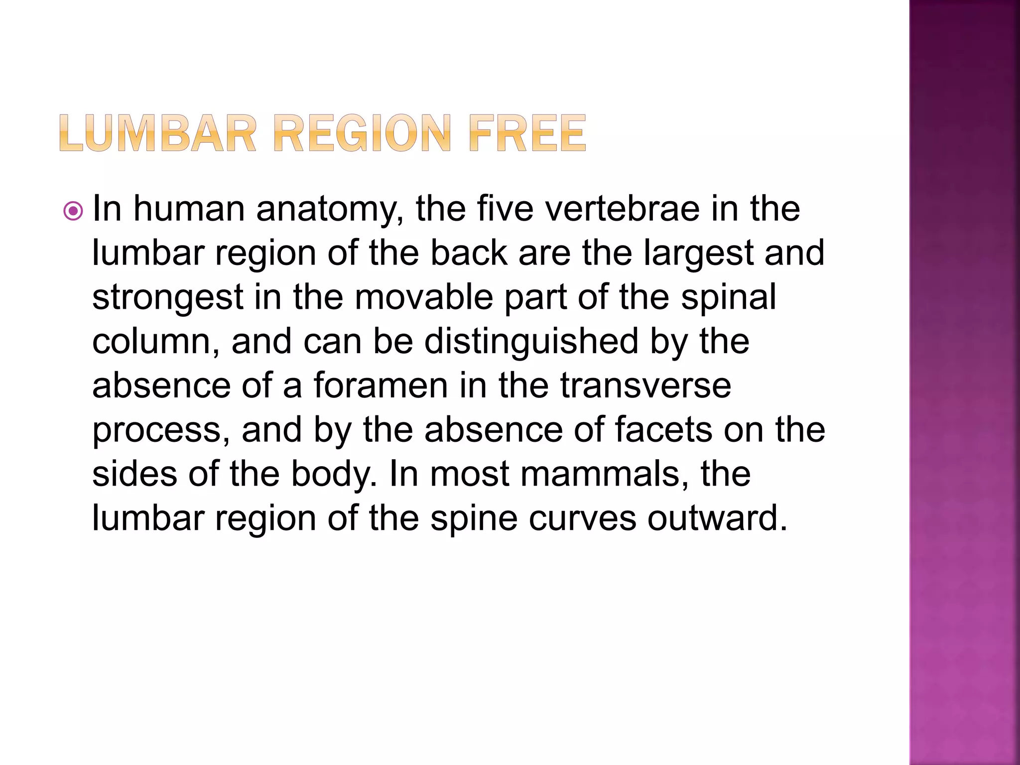  In human anatomy, the five vertebrae in the
lumbar region of the back are the largest and
strongest in the movable part of the spinal
column, and can be distinguished by the
absence of a foramen in the transverse
process, and by the absence of facets on the
sides of the body. In most mammals, the
lumbar region of the spine curves outward.
 