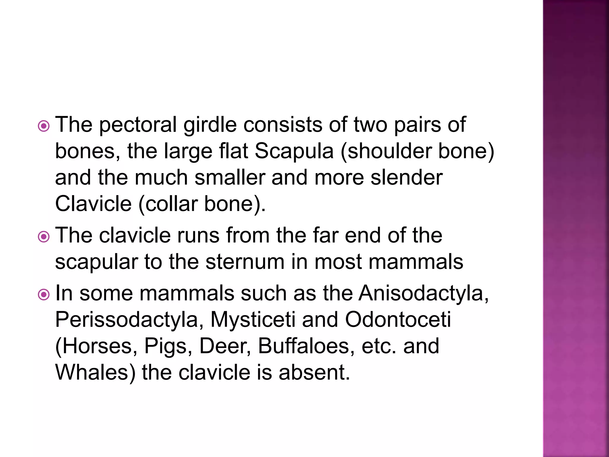  The pectoral girdle consists of two pairs of
bones, the large flat Scapula (shoulder bone)
and the much smaller and more slender
Clavicle (collar bone).
 The clavicle runs from the far end of the
scapular to the sternum in most mammals
 In some mammals such as the Anisodactyla,
Perissodactyla, Mysticeti and Odontoceti
(Horses, Pigs, Deer, Buffaloes, etc. and
Whales) the clavicle is absent.
 