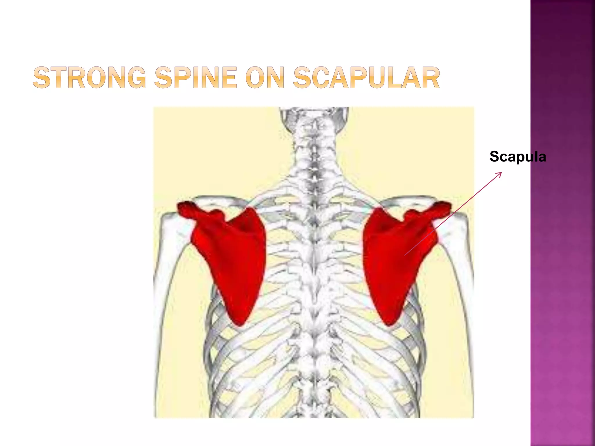 Scapula
 
