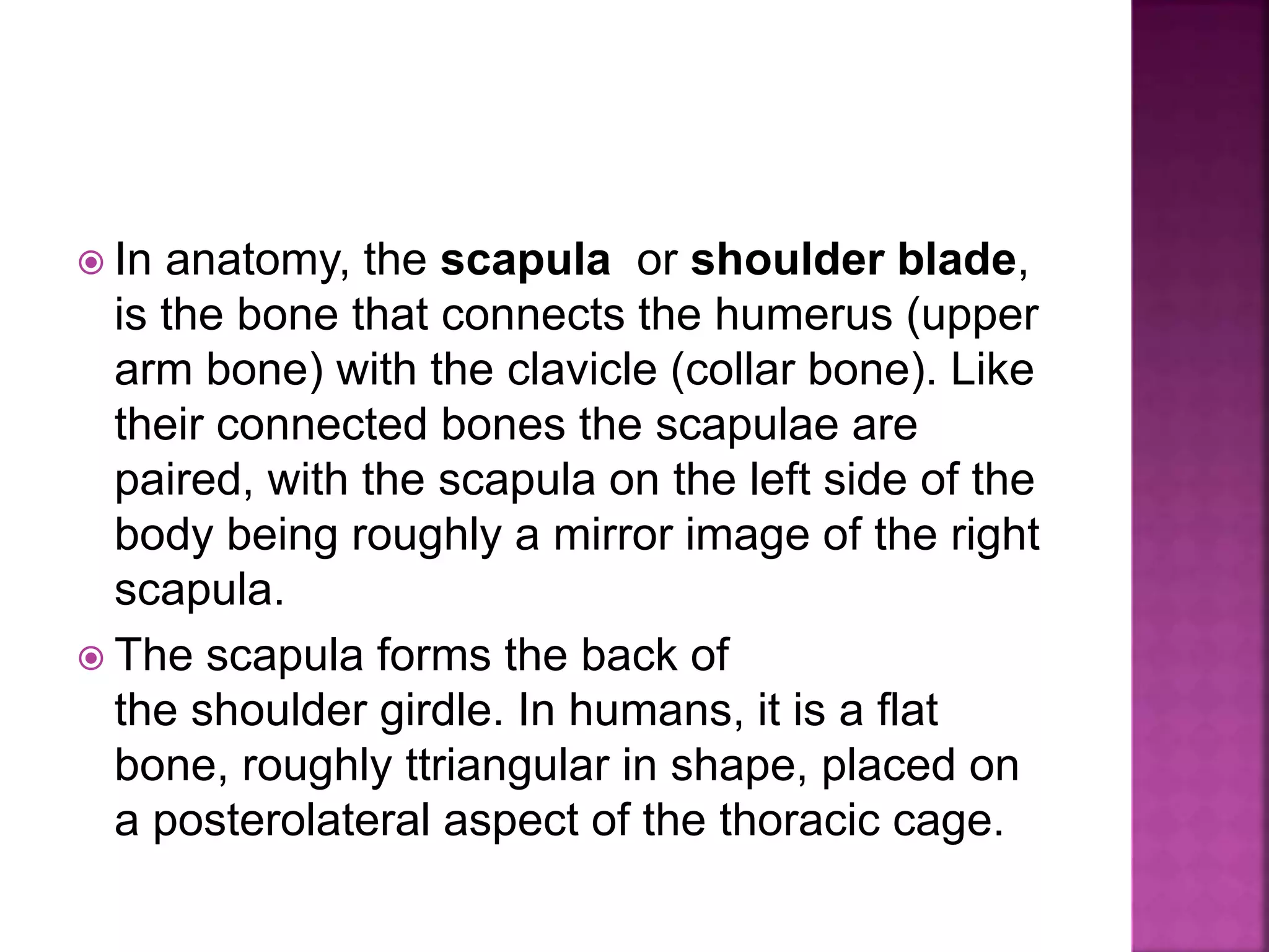  In anatomy, the scapula or shoulder blade,
is the bone that connects the humerus (upper
arm bone) with the clavicle (collar bone). Like
their connected bones the scapulae are
paired, with the scapula on the left side of the
body being roughly a mirror image of the right
scapula.
 The scapula forms the back of
the shoulder girdle. In humans, it is a flat
bone, roughly ttriangular in shape, placed on
a posterolateral aspect of the thoracic cage.
 