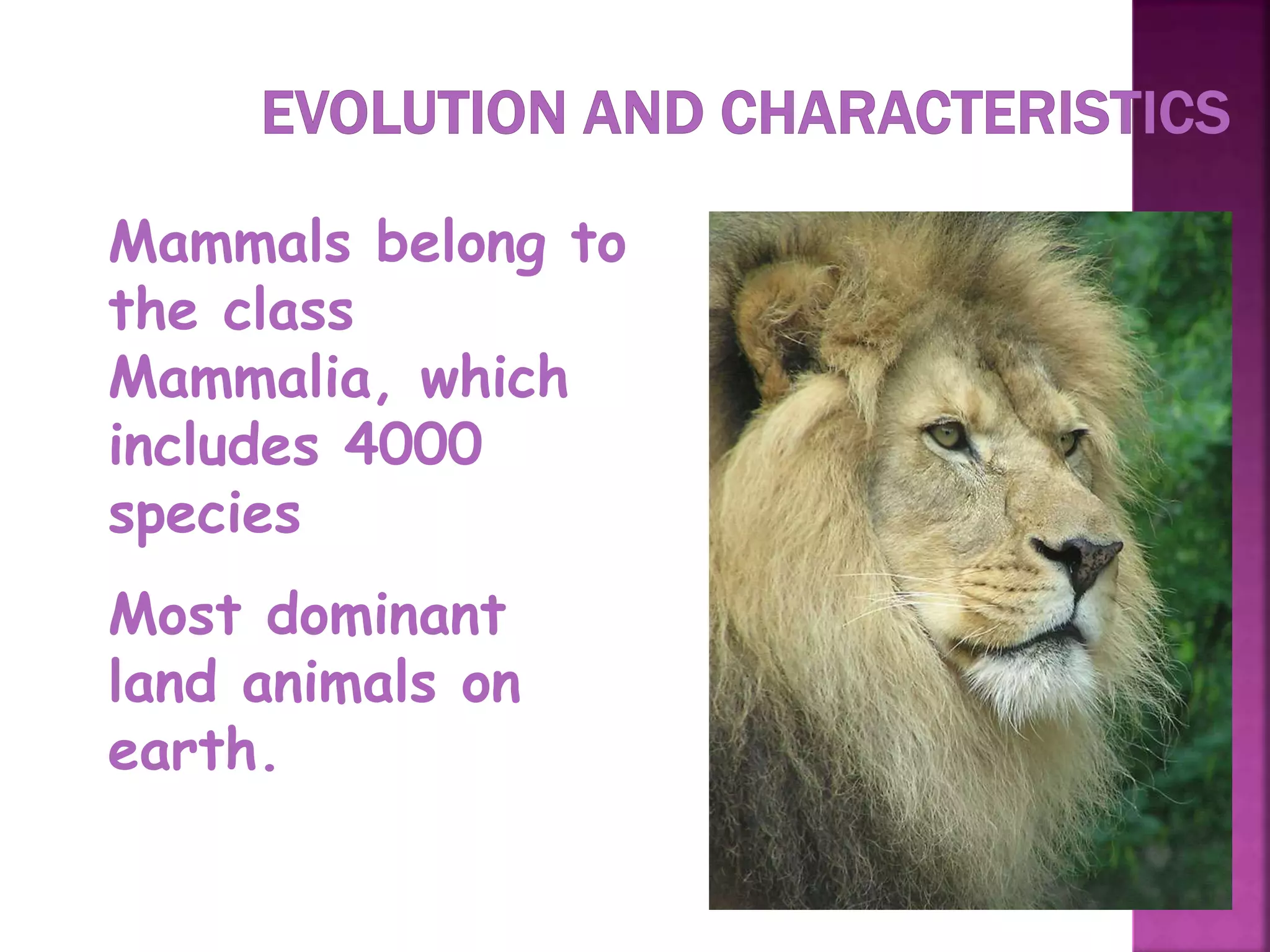 2
Mammals belong to
the class
Mammalia, which
includes 4000
species
Most dominant
land animals on
earth.
 