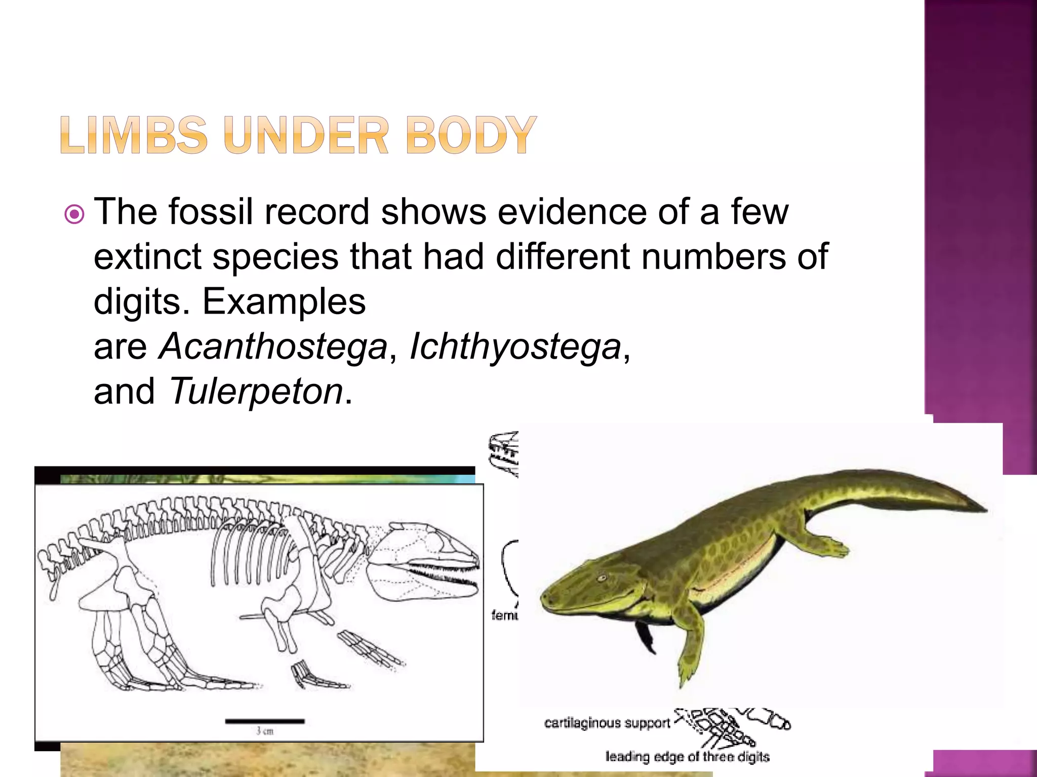  The fossil record shows evidence of a few
extinct species that had different numbers of
digits. Examples
are Acanthostega, Ichthyostega,
and Tulerpeton.
 
