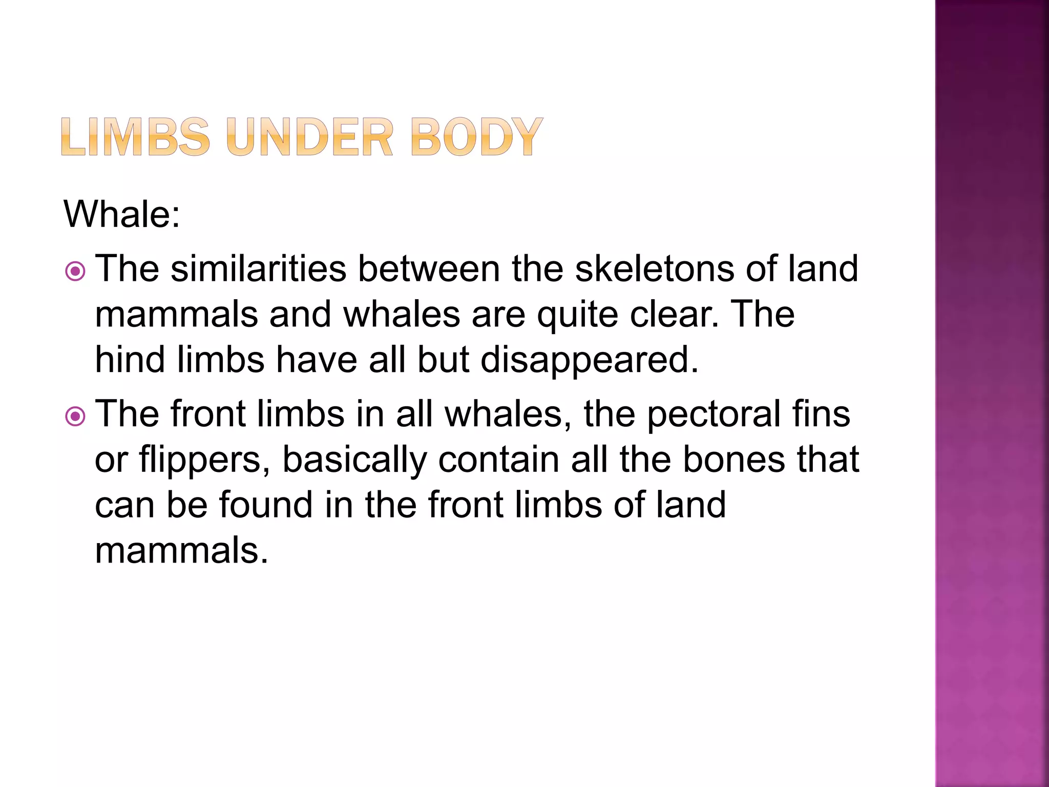 Whale:
 The similarities between the skeletons of land
mammals and whales are quite clear. The
hind limbs have all but disappeared.
 The front limbs in all whales, the pectoral fins
or flippers, basically contain all the bones that
can be found in the front limbs of land
mammals.
 