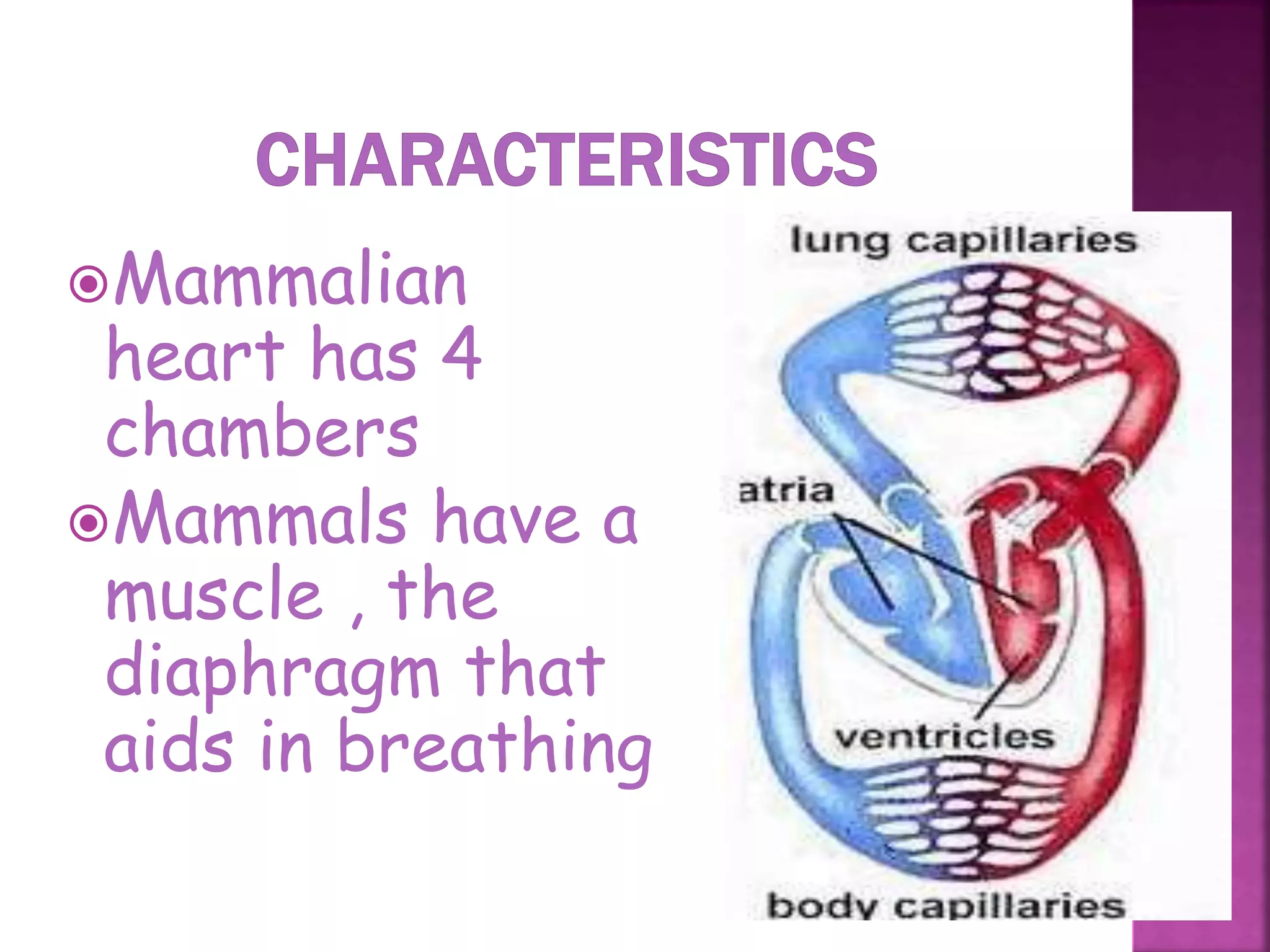 Mammalian
heart has 4
chambers
Mammals have a
muscle , the
diaphragm that
aids in breathing
27
 