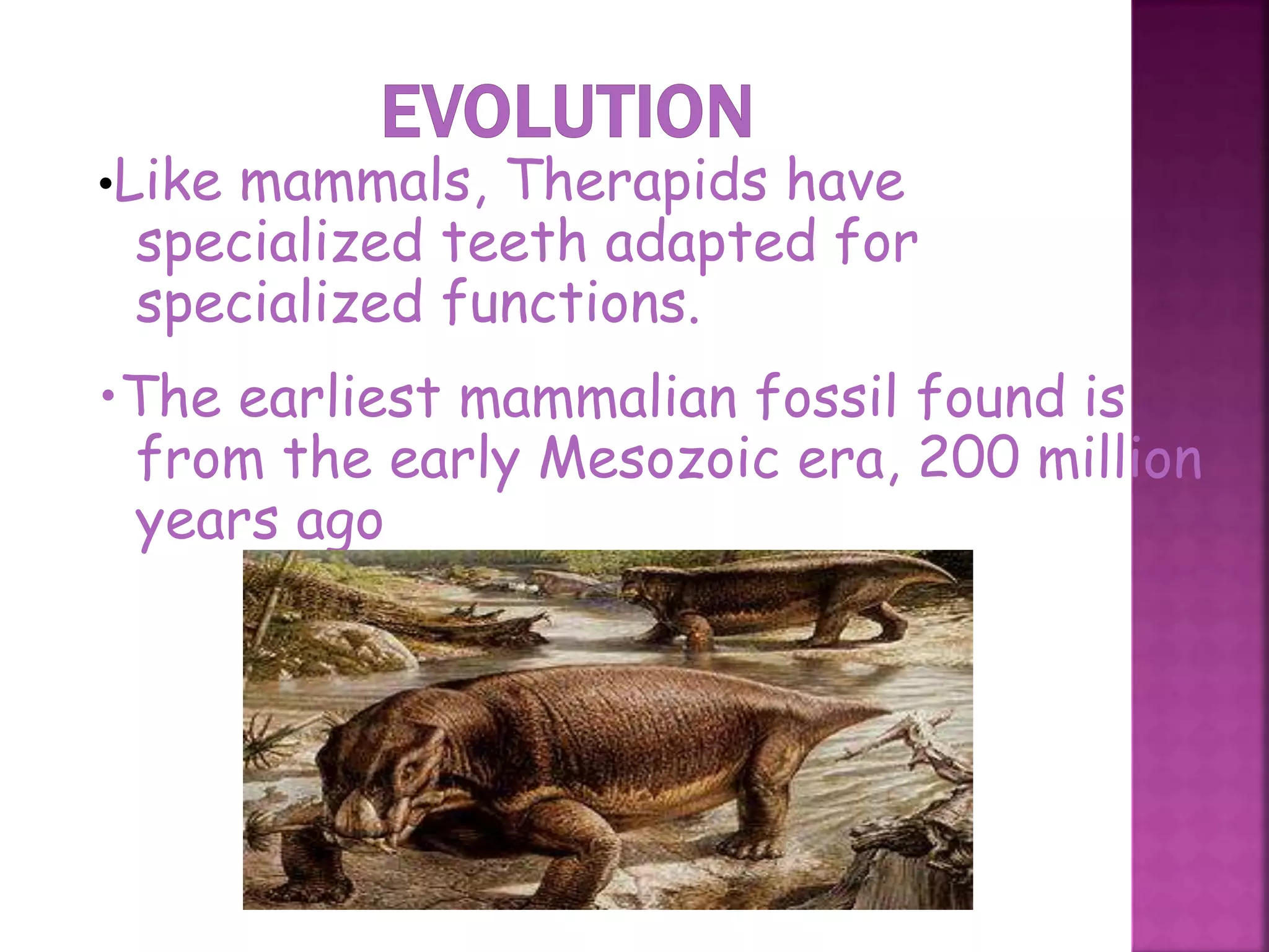 •Like mammals, Therapids have
specialized teeth adapted for
specialized functions.
•The earliest mammalian fossil found is
from the early Mesozoic era, 200 million
years ago
3
 