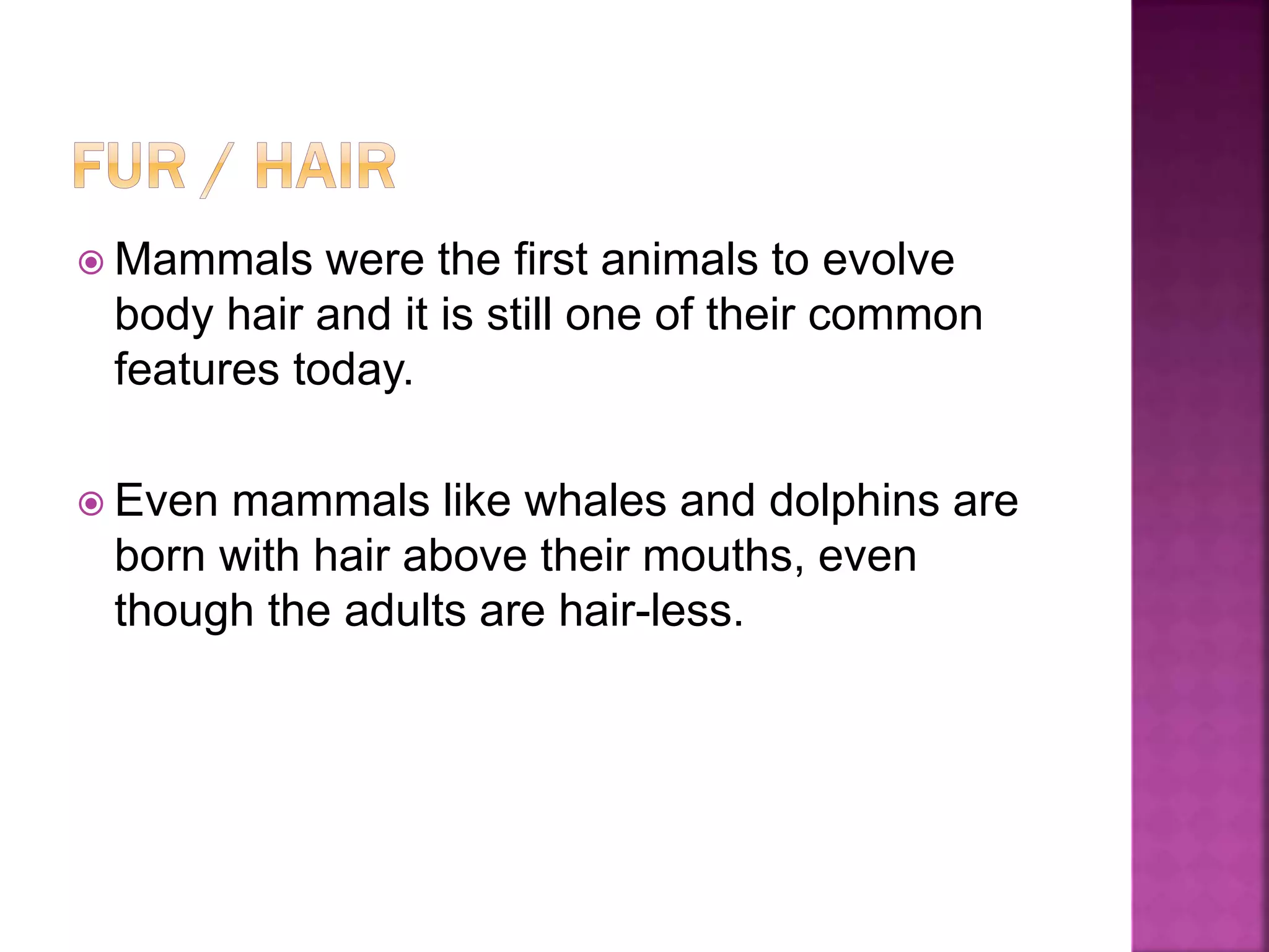 Mammals were the first animals to evolve
body hair and it is still one of their common
features today.
 Even mammals like whales and dolphins are
born with hair above their mouths, even
though the adults are hair-less.
 