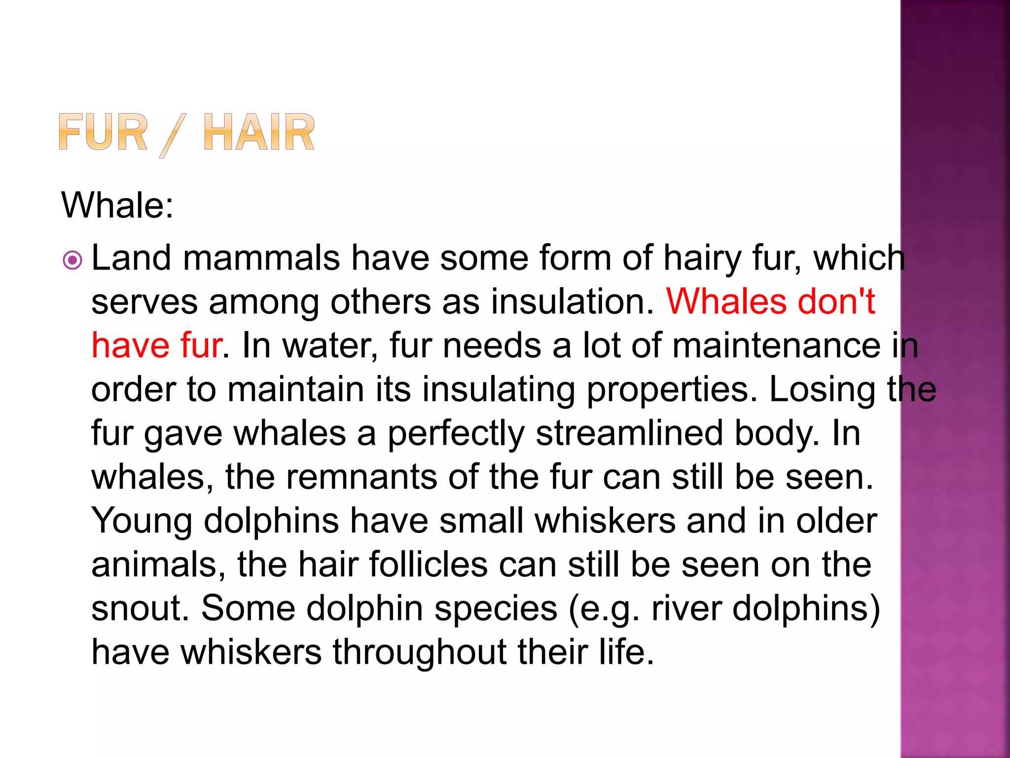 Whale:
 Land mammals have some form of hairy fur, which
serves among others as insulation. Whales don't
have fur. In water, fur needs a lot of maintenance in
order to maintain its insulating properties. Losing the
fur gave whales a perfectly streamlined body. In
whales, the remnants of the fur can still be seen.
Young dolphins have small whiskers and in older
animals, the hair follicles can still be seen on the
snout. Some dolphin species (e.g. river dolphins)
have whiskers throughout their life.
 