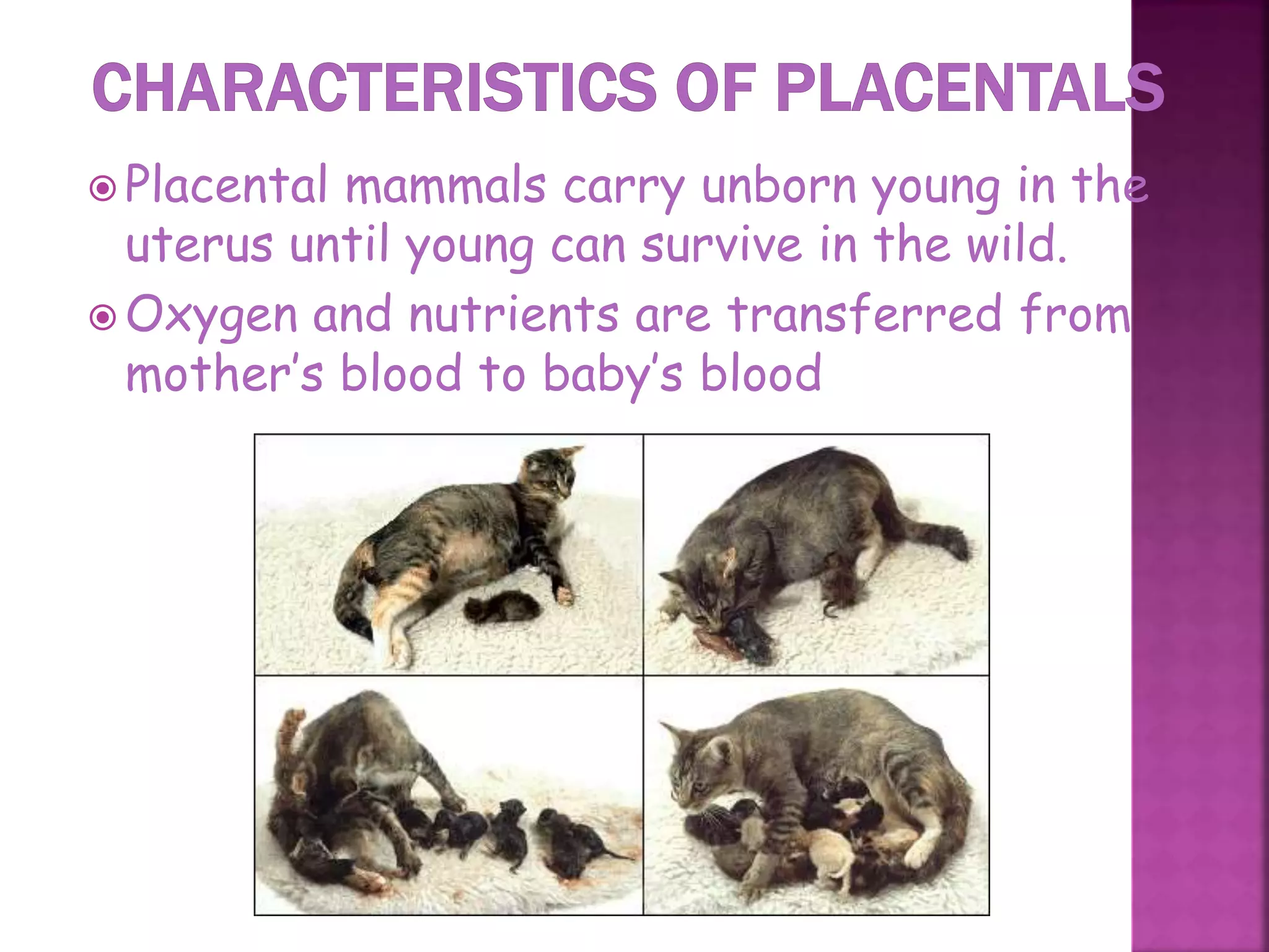  Placental mammals carry unborn young in the
uterus until young can survive in the wild.
 Oxygen and nutrients are transferred from
mother’s blood to baby’s blood
35
 