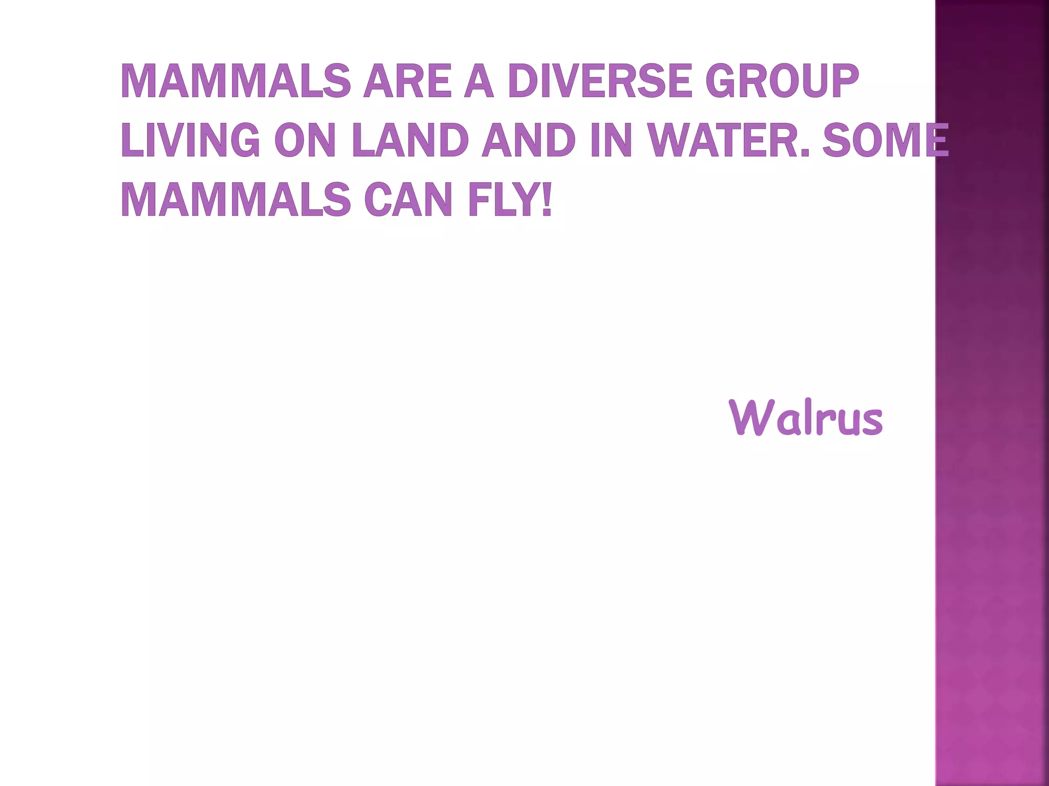 37
Walrus
 