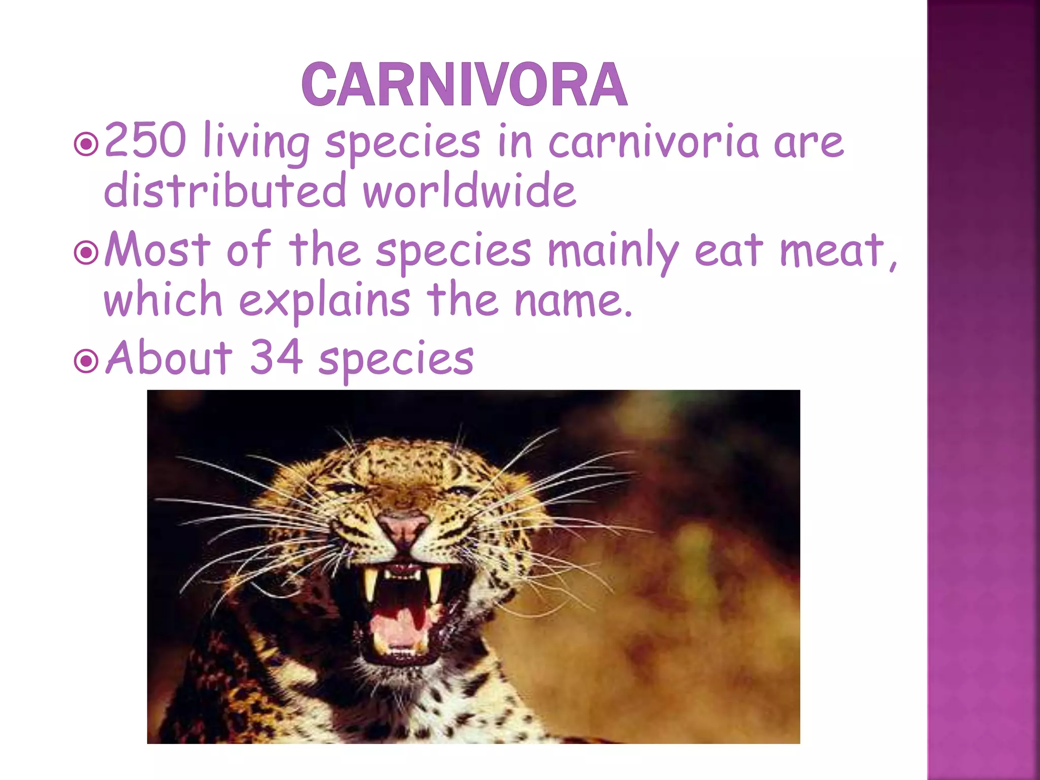 250 living species in carnivoria are
distributed worldwide
Most of the species mainly eat meat,
which explains the name.
About 34 species
38
 