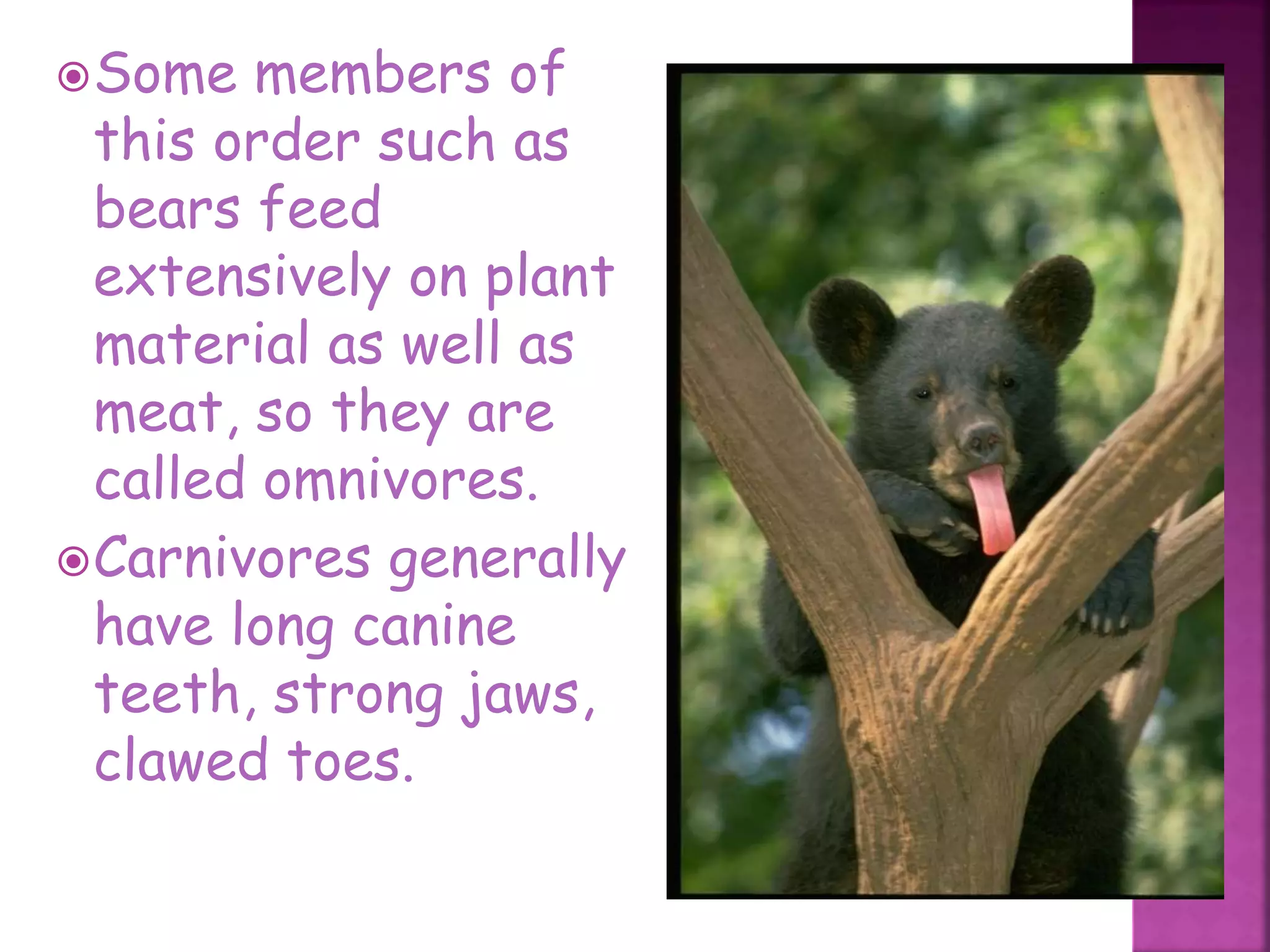 Some members of
this order such as
bears feed
extensively on plant
material as well as
meat, so they are
called omnivores.
Carnivores generally
have long canine
teeth, strong jaws,
clawed toes.
39
 