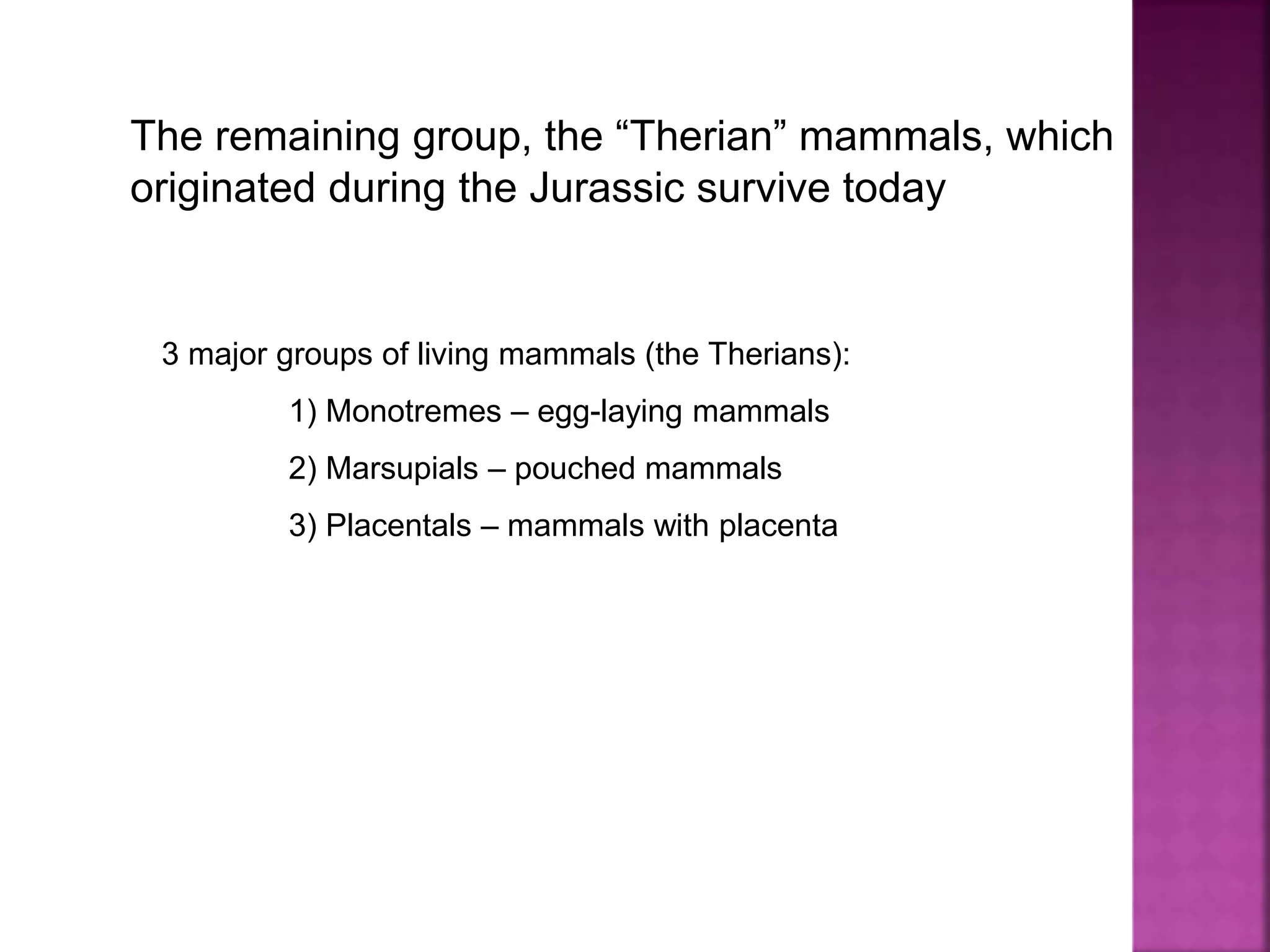 The remaining group, the “Therian” mammals, which
originated during the Jurassic survive today
3 major groups of living mammals (the Therians):
1) Monotremes – egg-laying mammals
2) Marsupials – pouched mammals
3) Placentals – mammals with placenta
 