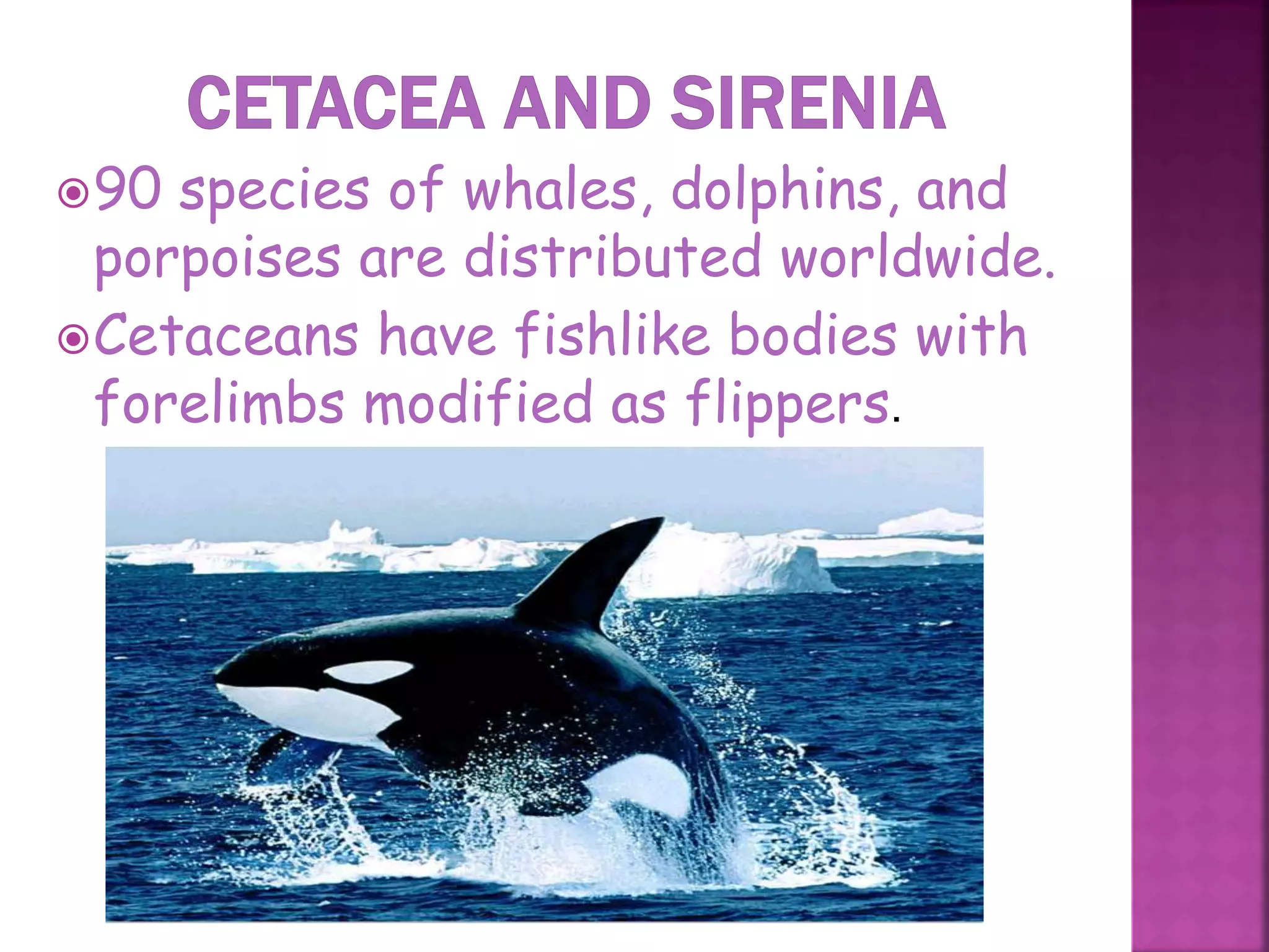 90 species of whales, dolphins, and
porpoises are distributed worldwide.
Cetaceans have fishlike bodies with
forelimbs modified as flippers.
40
 