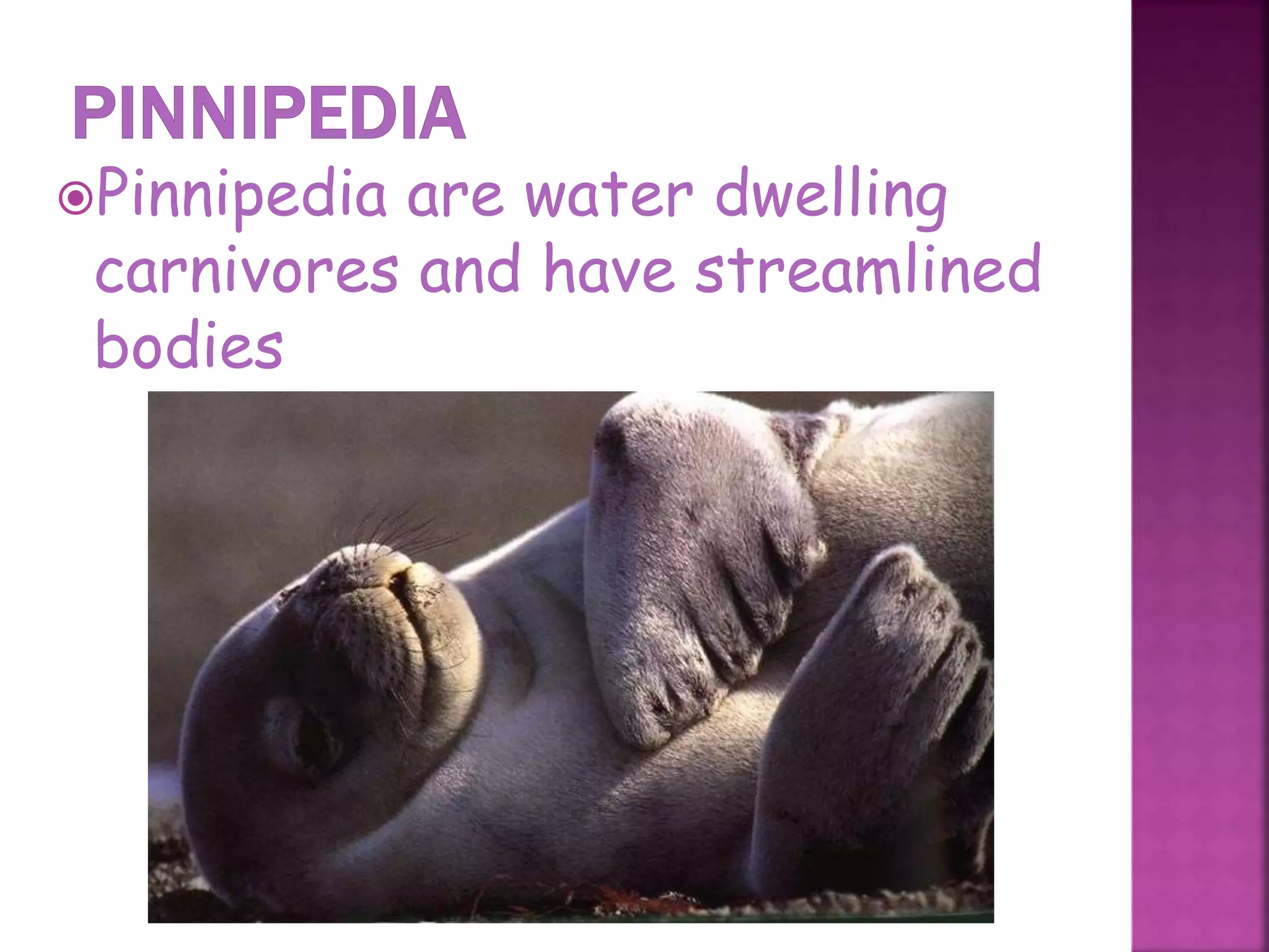 Pinnipedia are water dwelling
carnivores and have streamlined
bodies
41
 