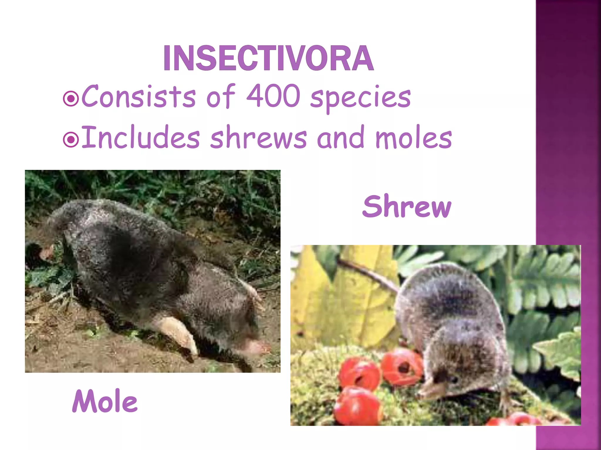 Consists of 400 species
Includes shrews and moles
42
Mole
Shrew
 