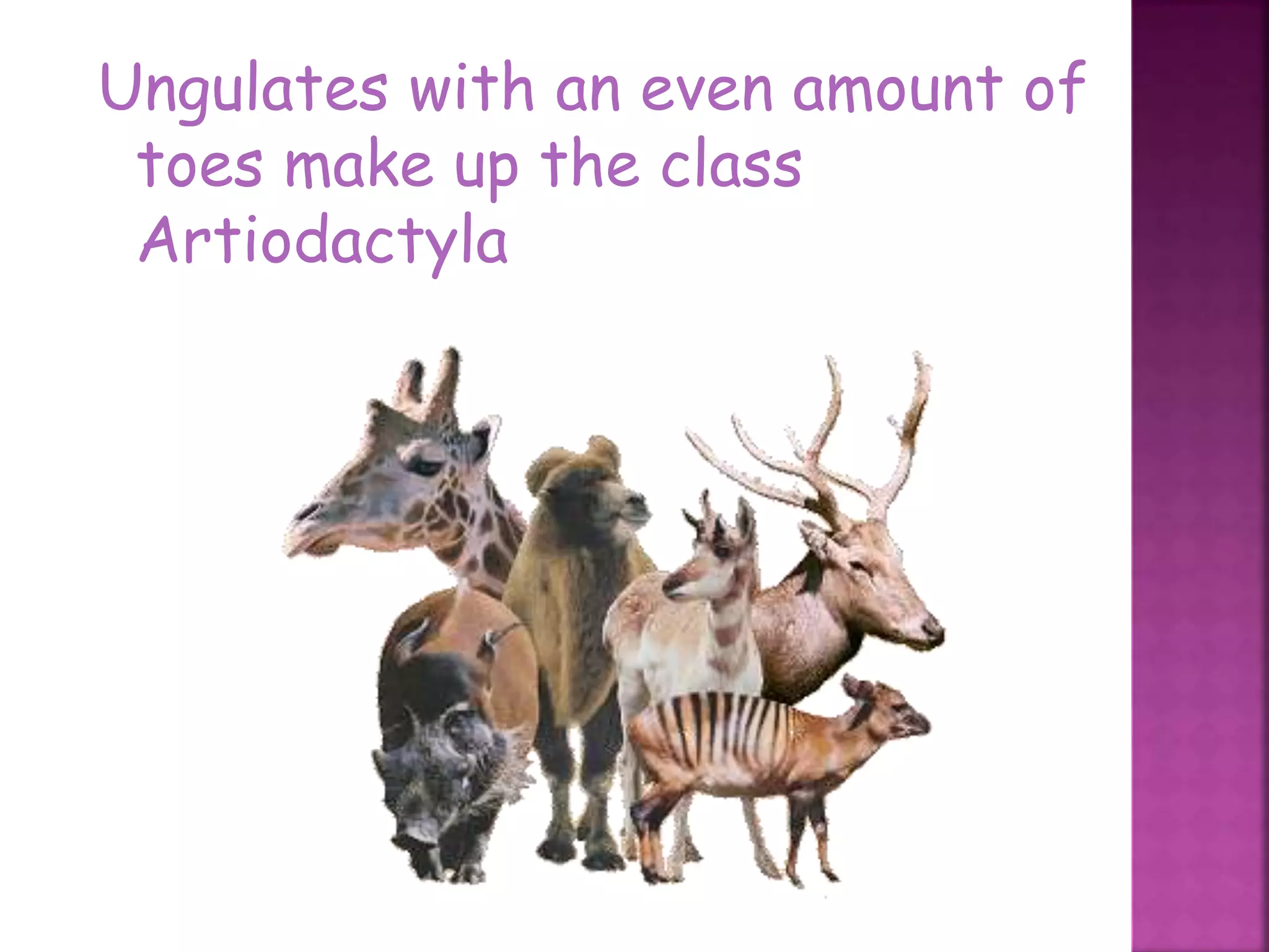 Ungulates with an even amount of
toes make up the class
Artiodactyla
44
 
