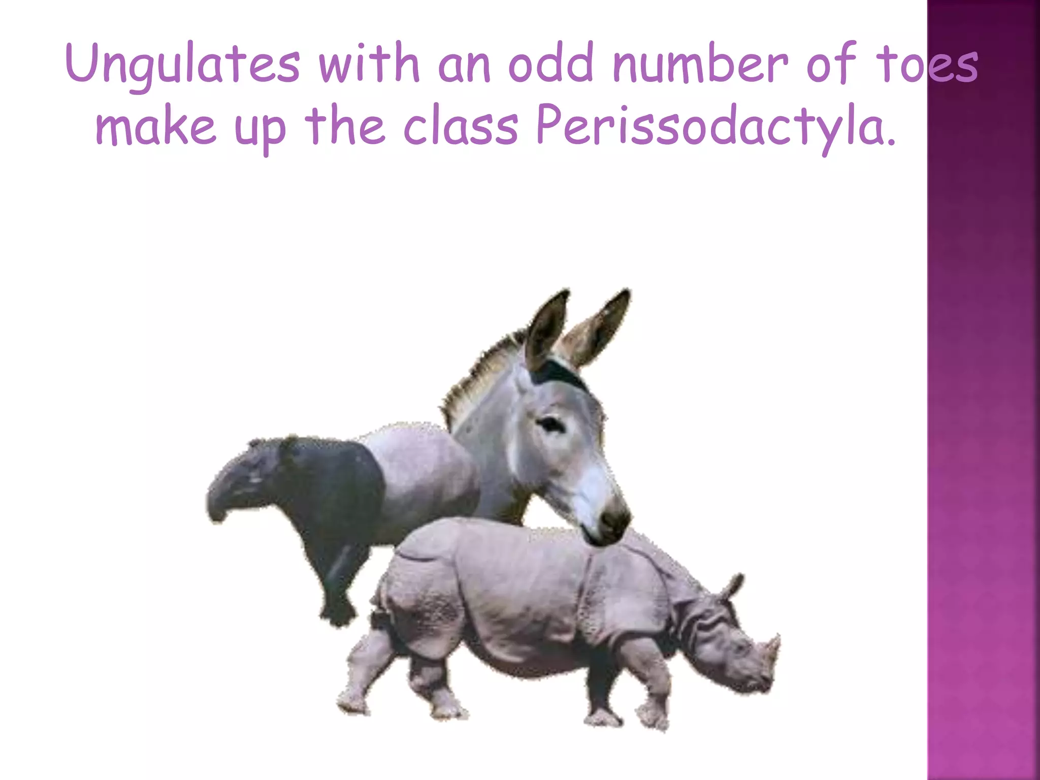 Ungulates with an odd number of toes
make up the class Perissodactyla.
45
 