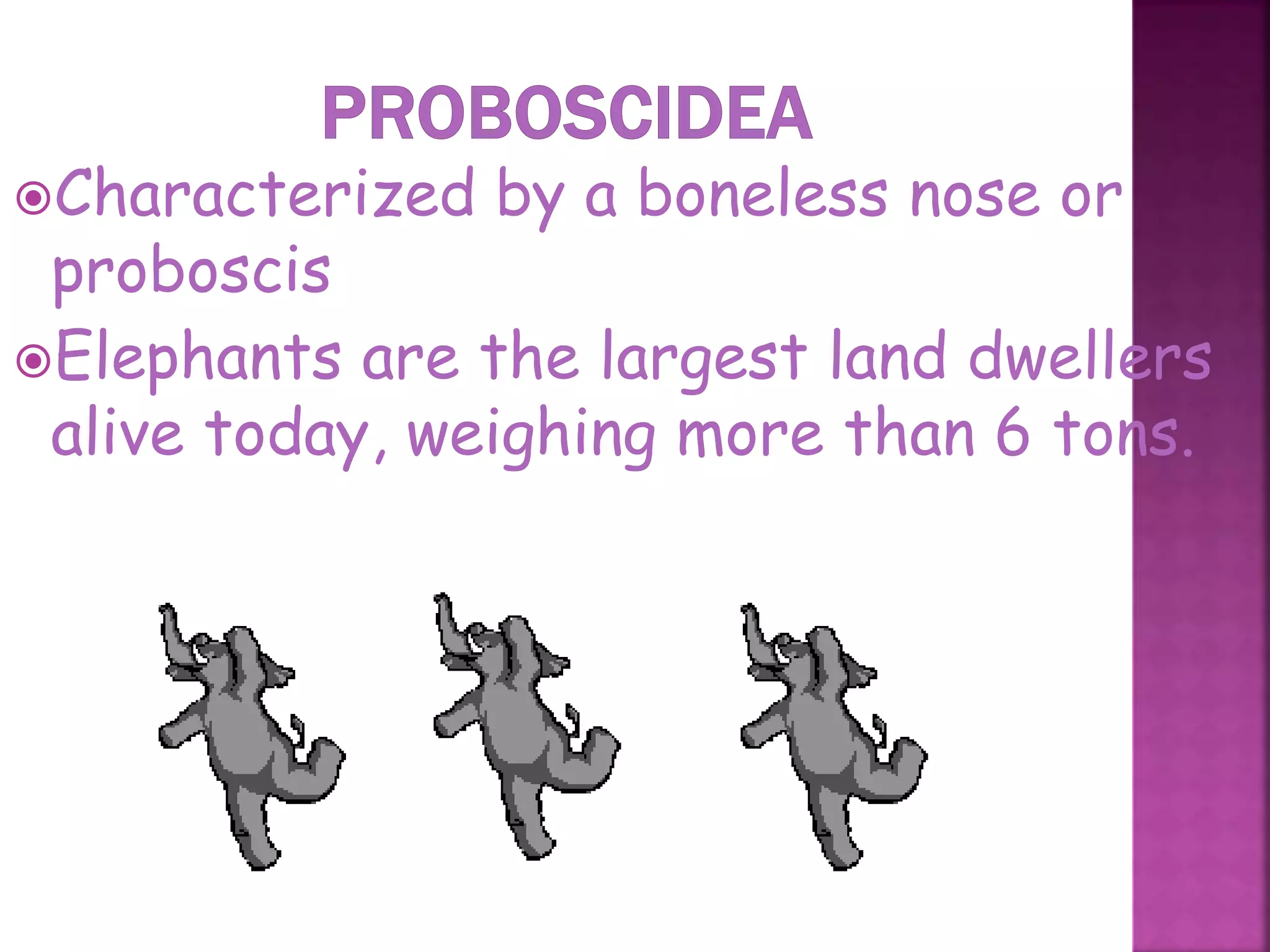 Characterized by a boneless nose or
proboscis
Elephants are the largest land dwellers
alive today, weighing more than 6 tons.
46
 