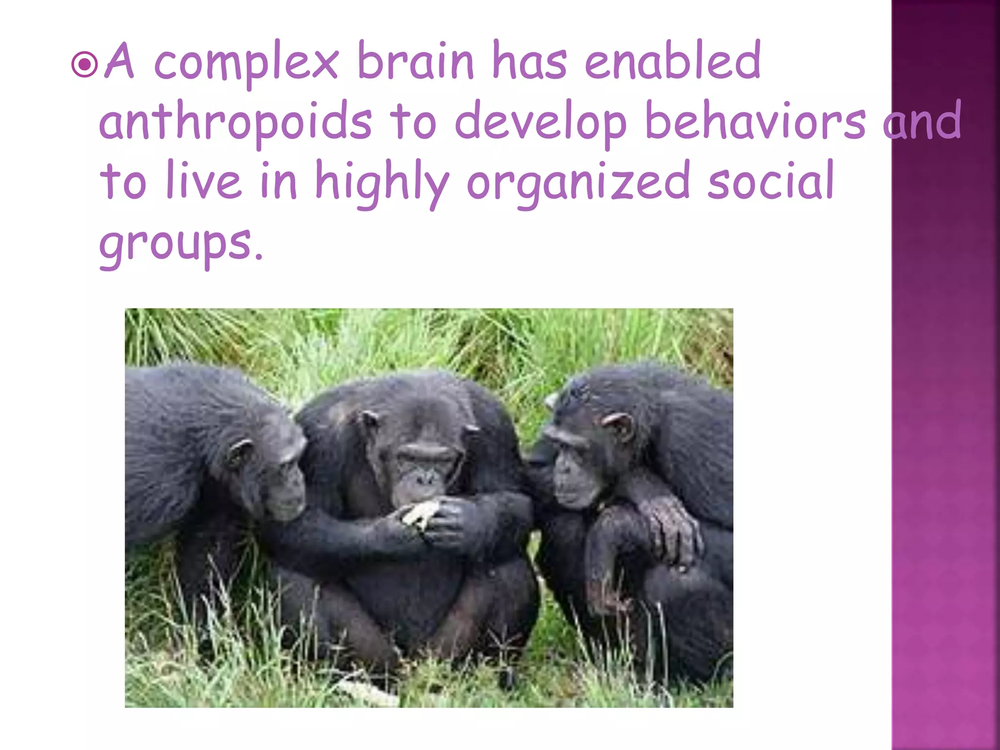 A complex brain has enabled
anthropoids to develop behaviors and
to live in highly organized social
groups.
47
 