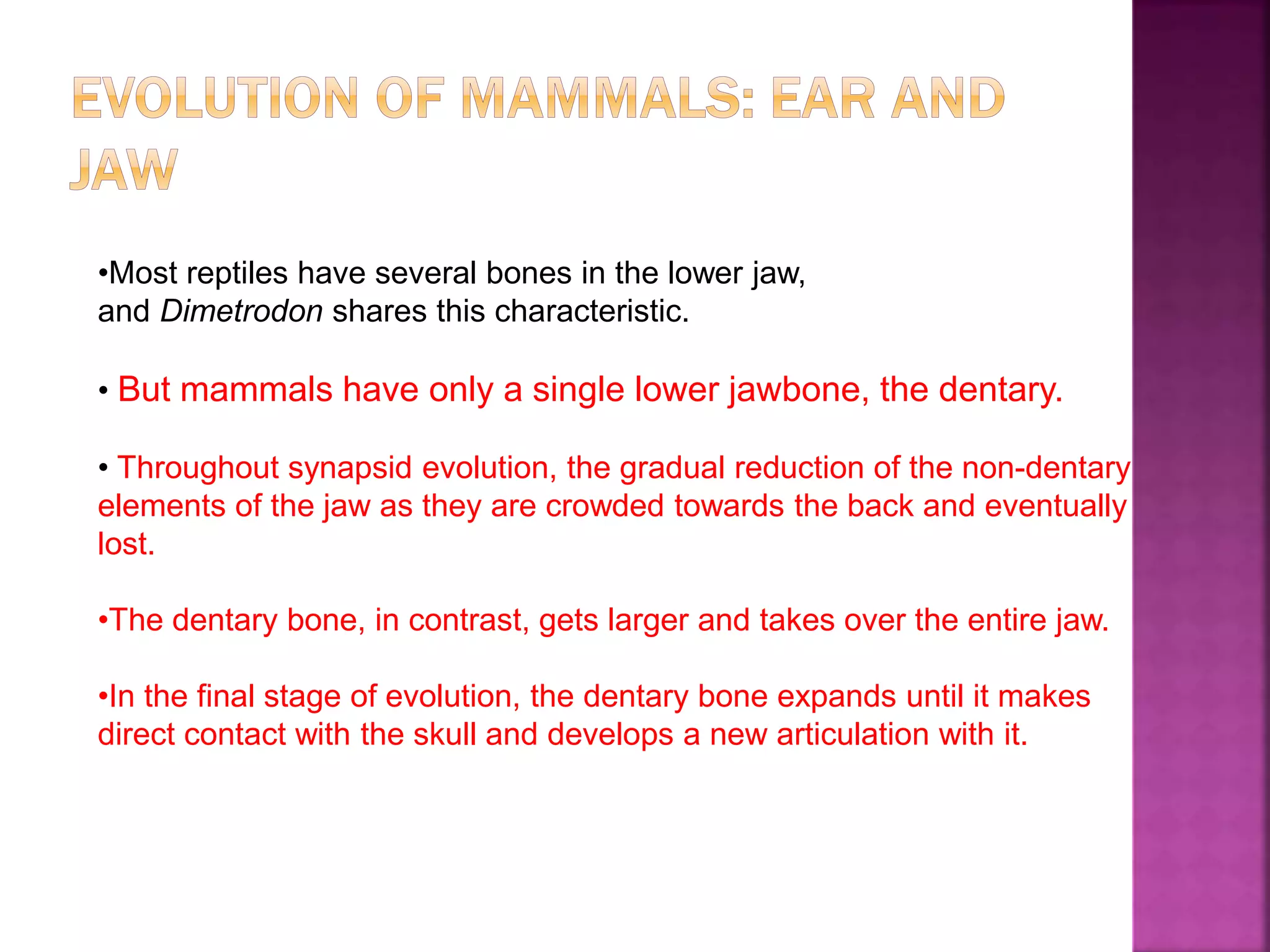 •Most reptiles have several bones in the lower jaw,
and Dimetrodon shares this characteristic.
• But mammals have only a single lower jawbone, the dentary.
• Throughout synapsid evolution, the gradual reduction of the non-dentary
elements of the jaw as they are crowded towards the back and eventually
lost.
•The dentary bone, in contrast, gets larger and takes over the entire jaw.
•In the final stage of evolution, the dentary bone expands until it makes
direct contact with the skull and develops a new articulation with it.
 