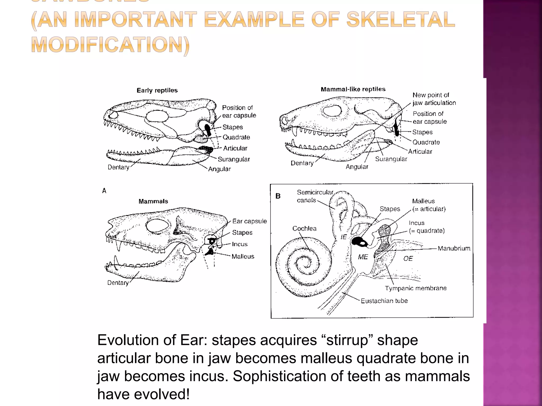 Evolution of Ear: stapes acquires “stirrup” shape
articular bone in jaw becomes malleus quadrate bone in
jaw becomes incus. Sophistication of teeth as mammals
have evolved!
 