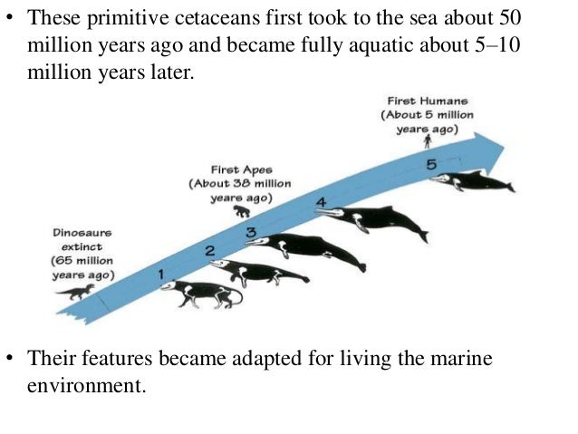 Presentation (evolution of whales)