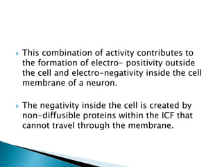  This combination of activity contributes to
the formation of electro- positivity outside
the cell and electro-negativity inside the cell
membrane of a neuron.
 The negativity inside the cell is created by
non-diffusible proteins within the ICF that
cannot travel through the membrane.
 