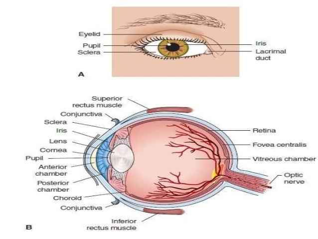 structure of eye and instillation of opthalmic sol in eye ppt opthalmic