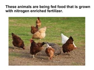 These animals are being fed food that is grown
with nitrogen enriched fertilizer.
 