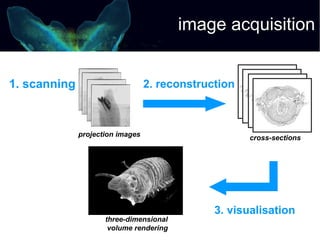 Micro-CT as a tool for cybertaxonomists | PDF