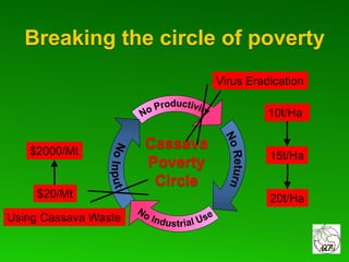 Global Cassava Partnership for the 21st Century (GCP21), a cassava platform to develop improvement strategies