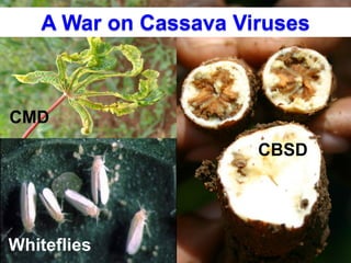 Global Cassava Partnership for the 21st Century (GCP21), a cassava platform to develop improvement strategies