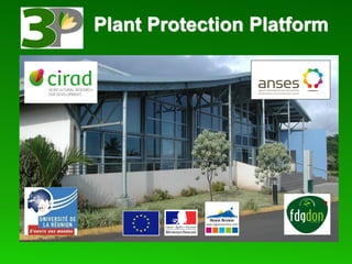 Global Cassava Partnership for the 21st Century (GCP21), a cassava platform to develop improvement strategies