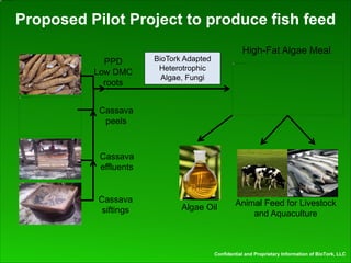 Global Cassava Partnership for the 21st Century (GCP21), a cassava platform to develop improvement strategies