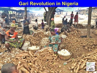 Global Cassava Partnership for the 21st Century (GCP21), a cassava platform to develop improvement strategies