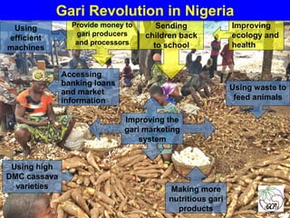 Global Cassava Partnership for the 21st Century (GCP21), a cassava platform to develop improvement strategies